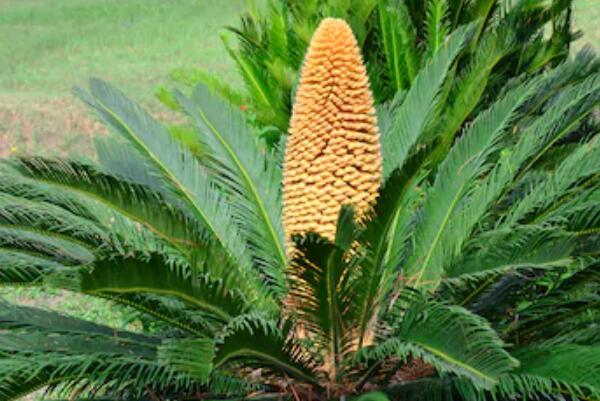 鐵樹(shù)開(kāi)花圖片，開(kāi)花條件以及征兆