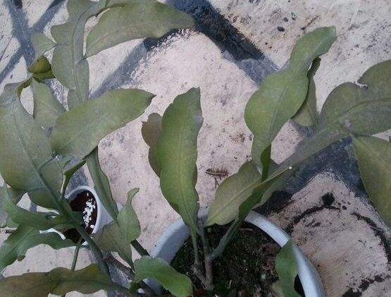 曇花的繁殖方法，盤點(diǎn)最常見的三種繁殖方法(扦插/播種/嫁接)