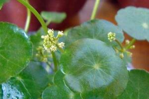 銅錢草會開花嗎，銅錢草的花語是什么