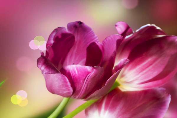 郁金香開花后不挖出來(lái)還能不能活