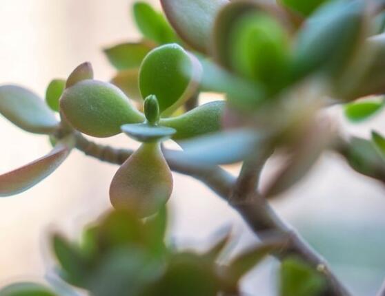 燕子掌不開花怎么辦，做好以下五點(diǎn)花開爆盆