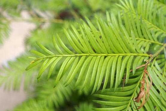 紅豆杉雌雄株怎樣分辨，教你最直觀簡單三種分辨方法