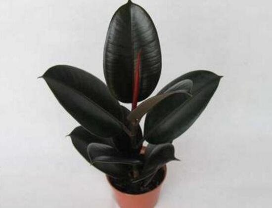 橡皮樹的汁液有毒嗎，橡皮樹適合在室內(nèi)養(yǎng)嗎