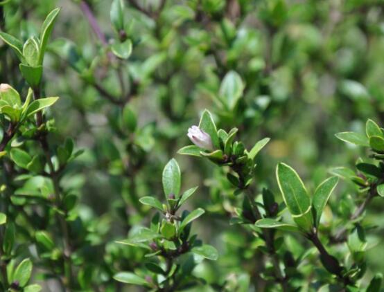 六月雪功效與作用，是一個(gè)不折不扣治療百病藥王