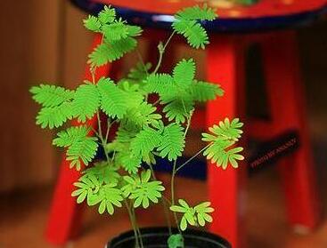 含羞草怎么養(yǎng)才活的久，要對它進行人工繁殖才行