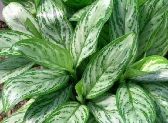 萬年青植物有幾種，盤點(diǎn)最令人欣賞的十大品種