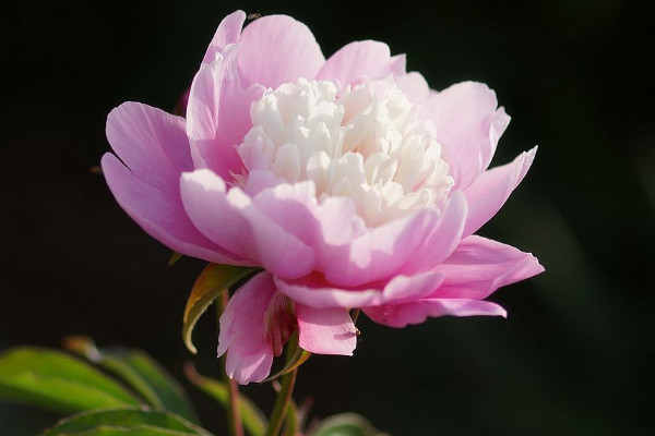 芍藥花什么時(shí)候開(kāi)花