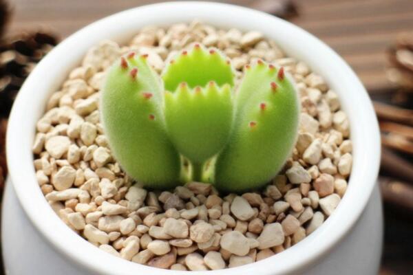 熊童子怎么養(yǎng)出紅指甲，抓好春秋季的養(yǎng)護(hù)