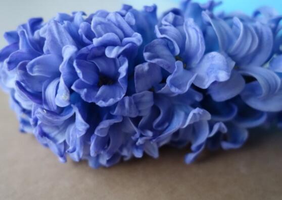 好看的風(fēng)信子圖片欣賞，姿色優(yōu)美，色彩艷麗