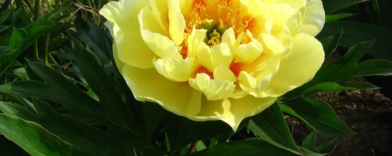 牡丹花北方能養(yǎng)活嗎