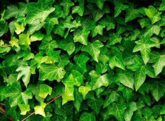 常春藤如何扦插，插蕙盆土剪刀花盆消毒液缺一不可