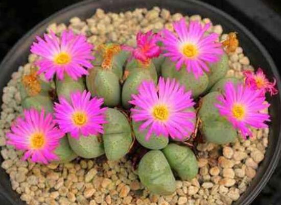 生石花怎么養(yǎng)長(zhǎng)得快，老農(nóng)總結(jié)五個(gè)快速生長(zhǎng)好方法