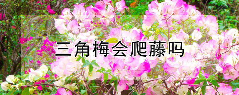 三角梅會(huì)爬藤嗎