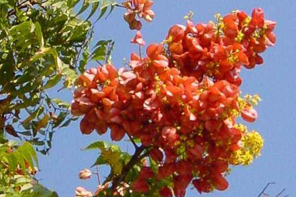 復(fù)羽葉欒樹果實(shí)能吃嗎