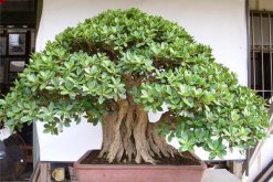 榕樹葉子怎么一碰就掉，可能是因?yàn)橹仓暝馐軆龊? data-RRLe=