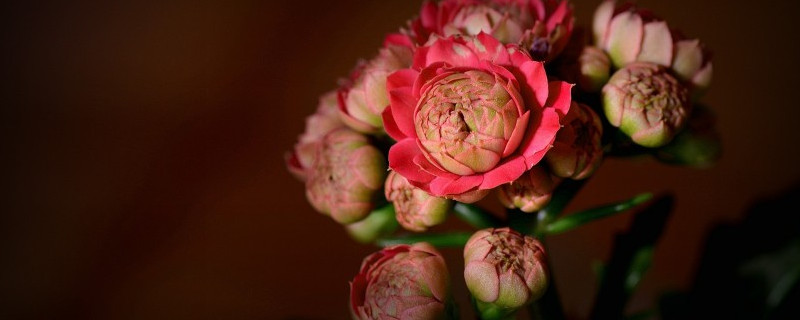 長(zhǎng)壽花夏天不開(kāi)花嗎