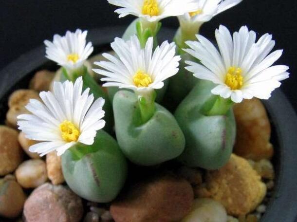 生石花怎么澆水，根據(jù)土壤的干濕程度來(lái)衡量澆水程度