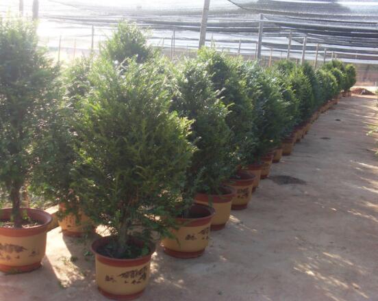 紅豆杉可以種庭院?jiǎn)?，可?幸福安康，家庭和睦