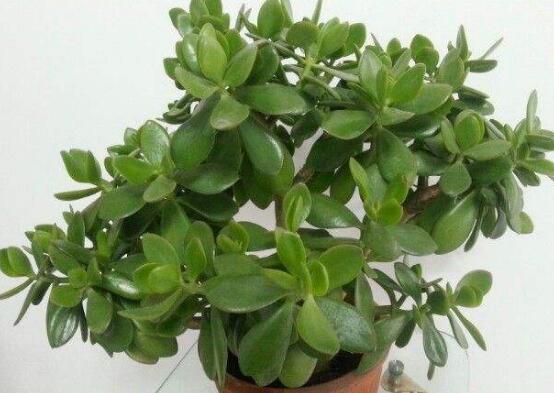 玉樹花幾年開花，掌握五大要點可年年開花