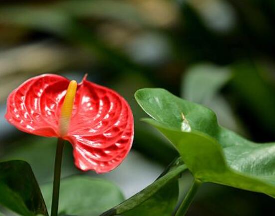 紅掌的作用有哪些，凈化空氣、陶冶情操、五行轉(zhuǎn)化