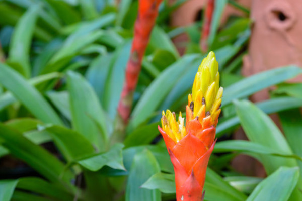 鴻運(yùn)當(dāng)頭葉子卷起來(lái)是什么原因