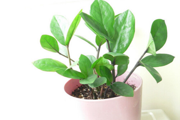 金錢(qián)樹(shù)蔫蔫皺皺的怎么辦