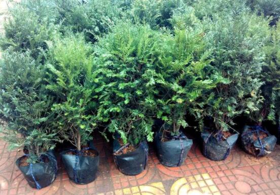 紅豆杉適合室內(nèi)養(yǎng)嗎，具有凈化空氣、延年益壽作用