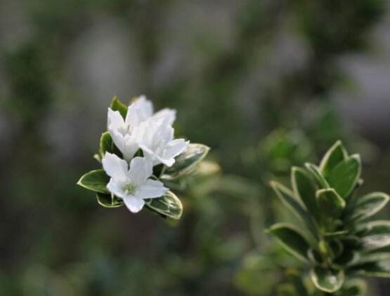 六月雪哪個(gè)品種最貴，屬金邊六月雪當(dāng)之無(wú)愧