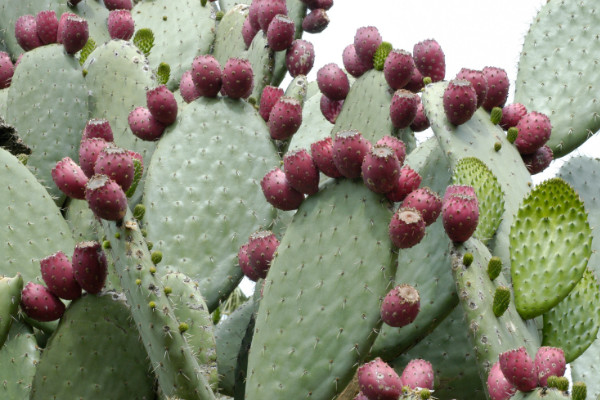仙人掌有毒嗎，烏羽玉屬/巖牡丹屬等品種有毒