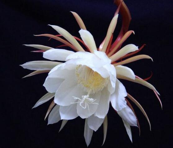 曇花的養(yǎng)殖方法和注意事項，老農(nóng)總結(jié)七大最實用養(yǎng)殖方法