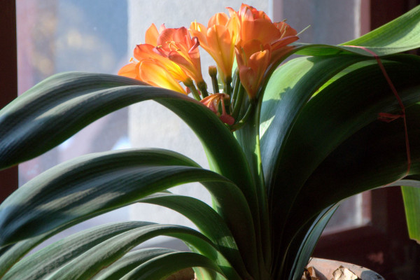 君子蘭夾箭一直不出來(lái)怎么辦