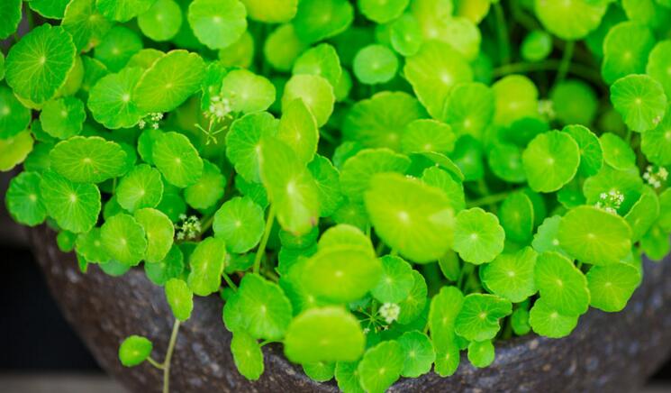 銅錢草適合室內(nèi)養(yǎng)嗎，雖然可以養(yǎng)但是要注意以下幾點