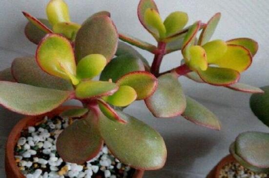 玉樹葉子發(fā)黃怎么補救，教你三種最直接有效的補救方法