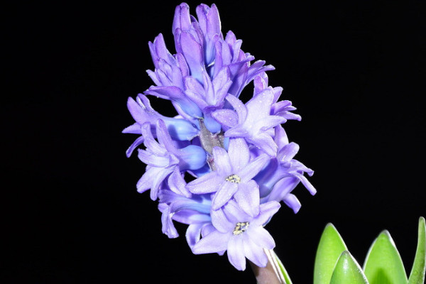 風(fēng)信子的養(yǎng)殖方法與注意事項