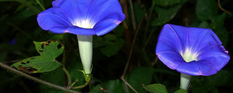 牽?；槭裁丛缟祥_花其他時間都不開