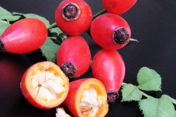 玫瑰花會結(jié)果子嗎