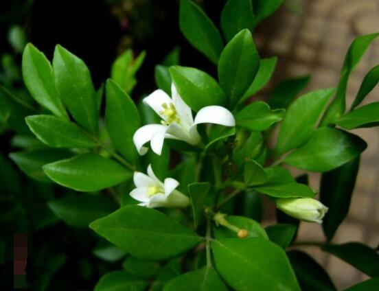 九里香多大開花，幼苗開花需3-4年/成株年年開花