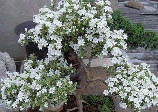 六月雪盆栽的寓意，寓意著守望愛(ài)情、不可缺的配角