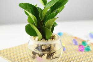 碧玉可以水培嗎，碧玉的水培養(yǎng)殖方法