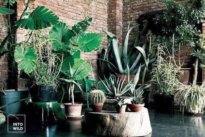 龜背竹放客廳風(fēng)水好嗎，對(duì)事業(yè)有助/對(duì)愛情有削弱的作用