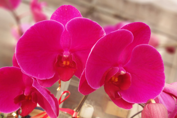 蝴蝶蘭小苗多久能長(zhǎng)大