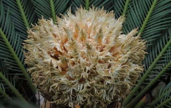 鐵樹開花什么意思，鐵樹的寓意象征著吉祥如意