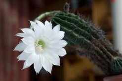 仙人掌花語象征與寓意，象征著堅強、剛毅的愛情