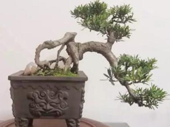 羅漢松盆景施肥，做好以有機液肥、稀薄的餅肥水為主