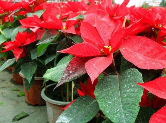 一品紅如何剪枝，春夏季節(jié)修剪最好(兩次摘心)