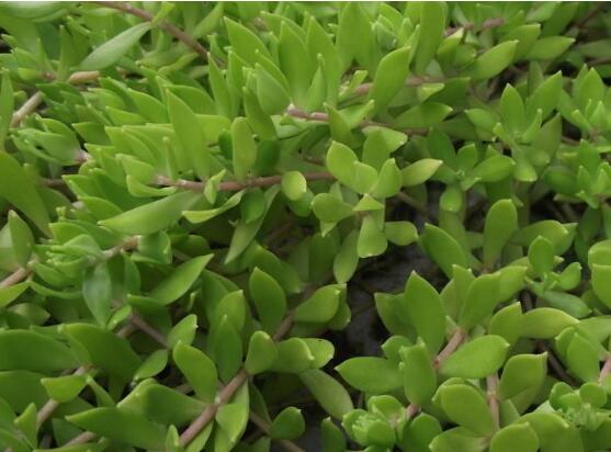 玉樹(shù)用什么肥料好，玉樹(shù)施氮磷鉀復(fù)合肥最好