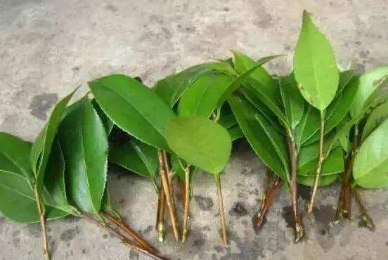 橡皮樹剪下來怎么生根，做好五個步驟便可發(fā)芽長葉