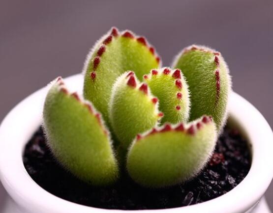 熊童子用什么土，腐葉土、園土、沙土最為合適