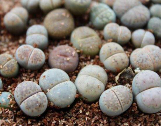 夏天生石花怎么養(yǎng)，做好五個要點可安然度夏