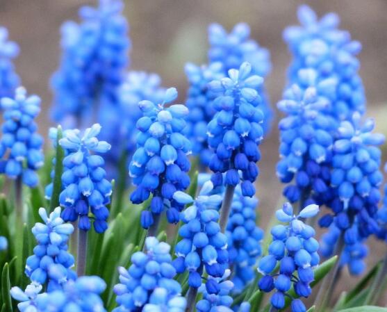 風信子夏季怎么處理，養(yǎng)護球莖/置于陰涼通風位置